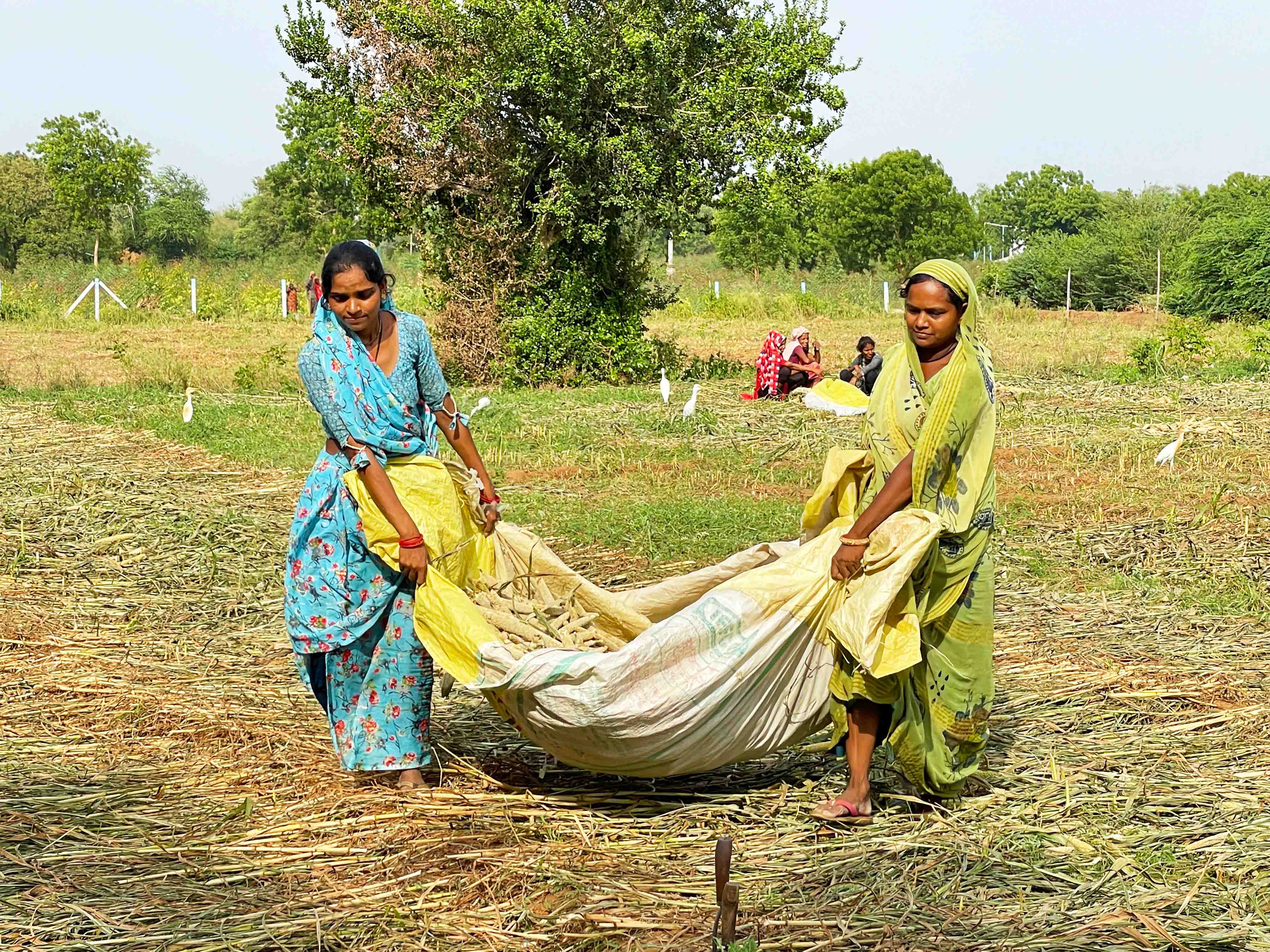 Two women in a sunny field in India hauling crops